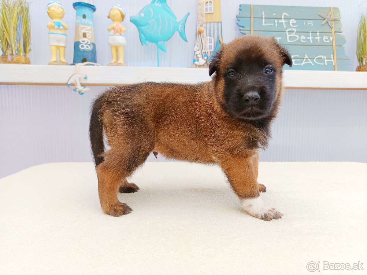 Belgický ovčiak malinois s PP