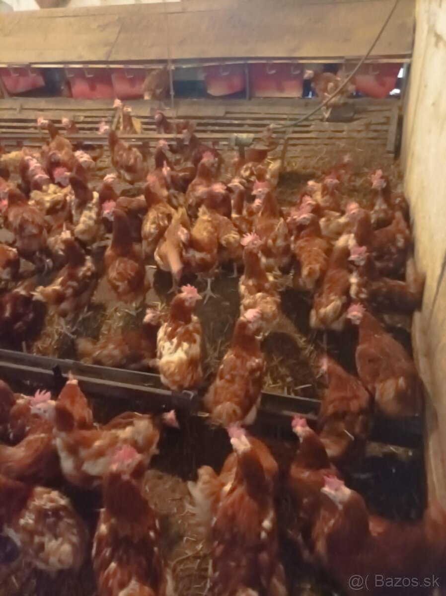 11 a pól mesačne nosnice