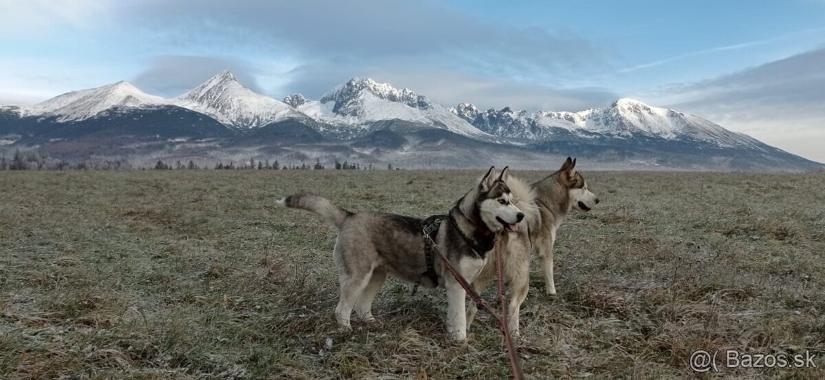 šteniatka Sibírsky Husky