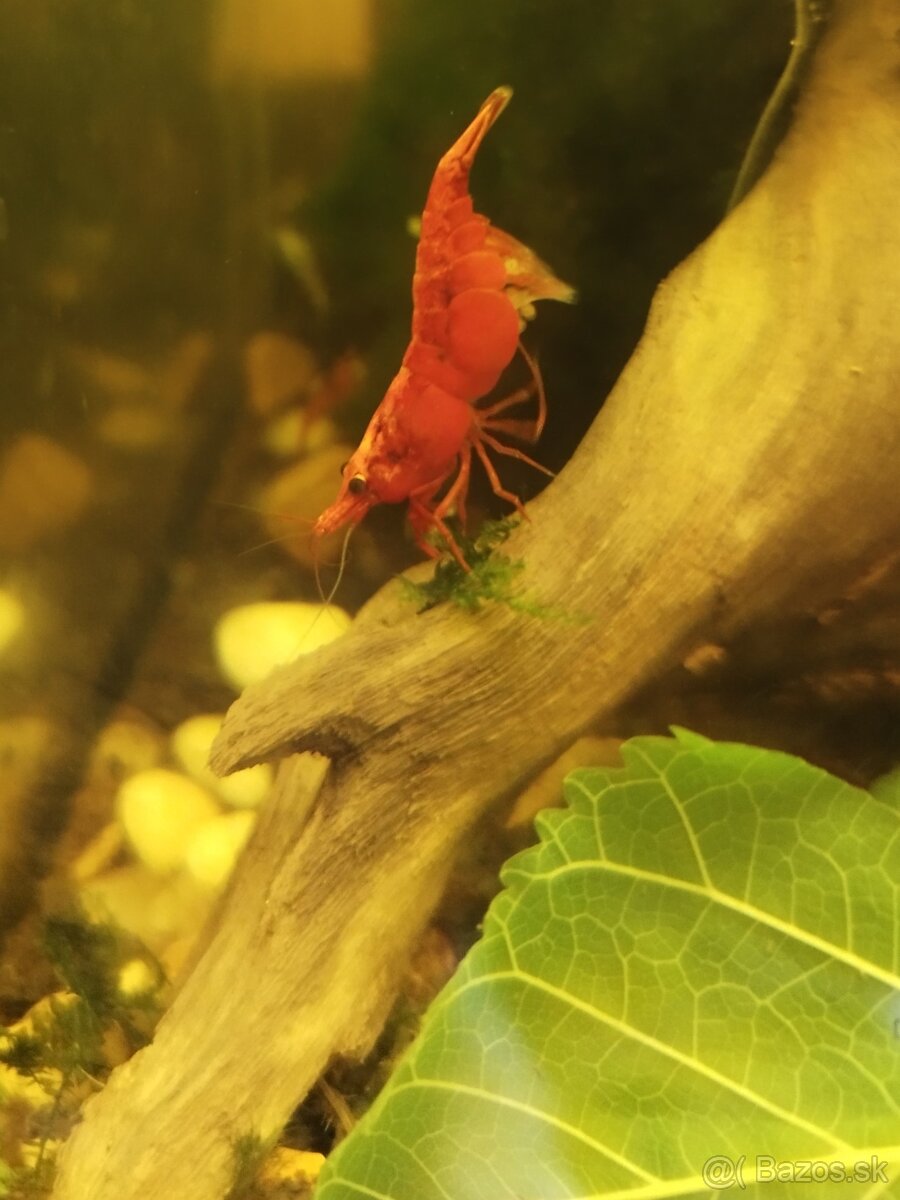 Krevetky Neokaridina