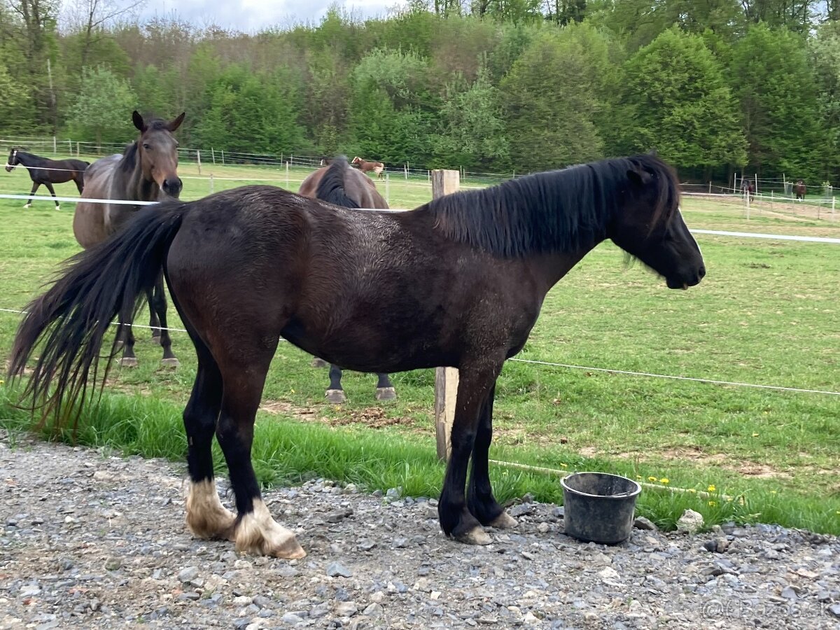 welsh pony C kobylka