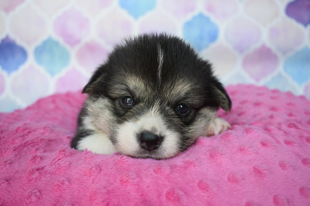 Welsh Corgi Pembroke S PP