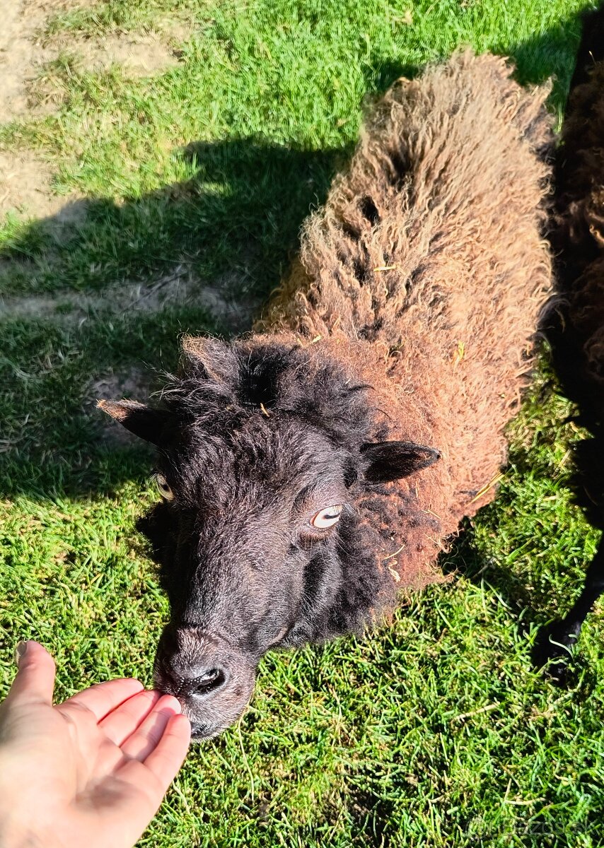 Mini ovečka
