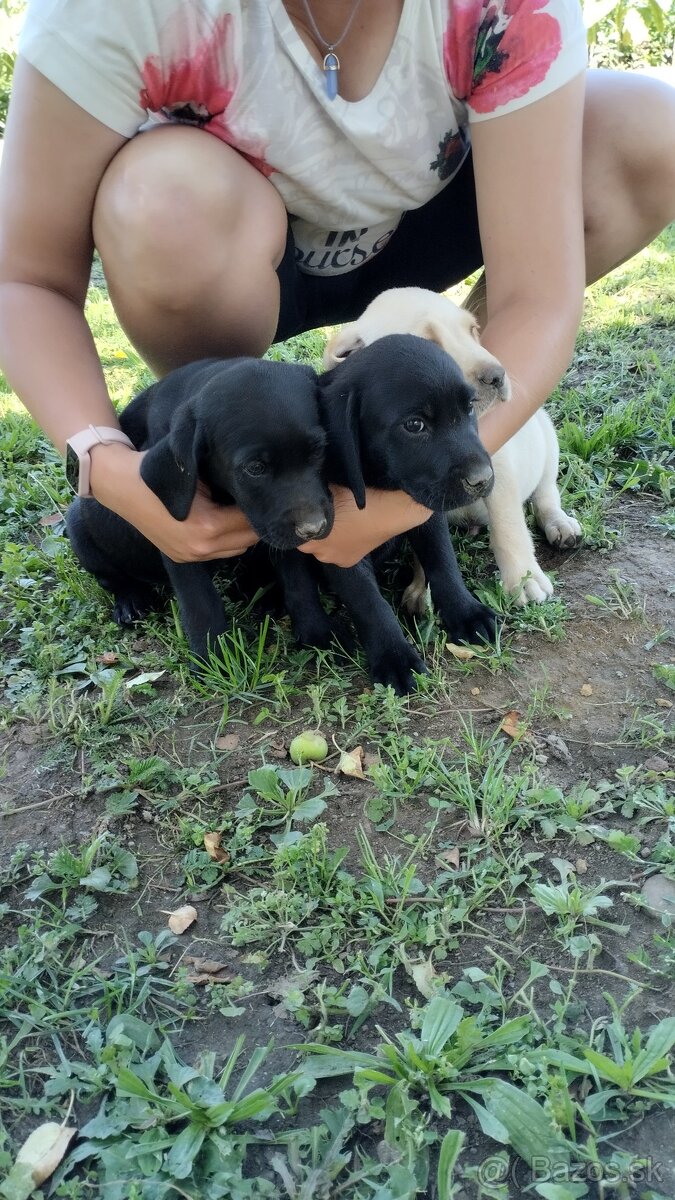 Labrador zlatý a čierny