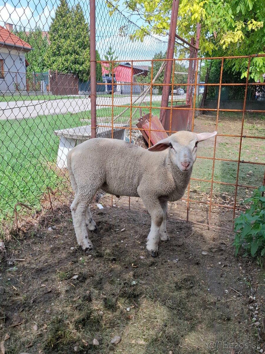 Baranček