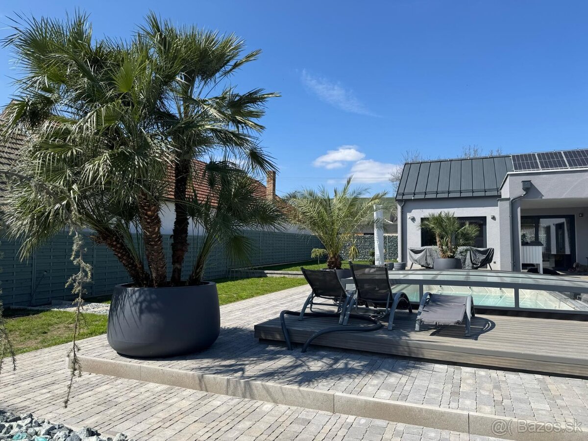 Palmy, cykasy,olivovníky