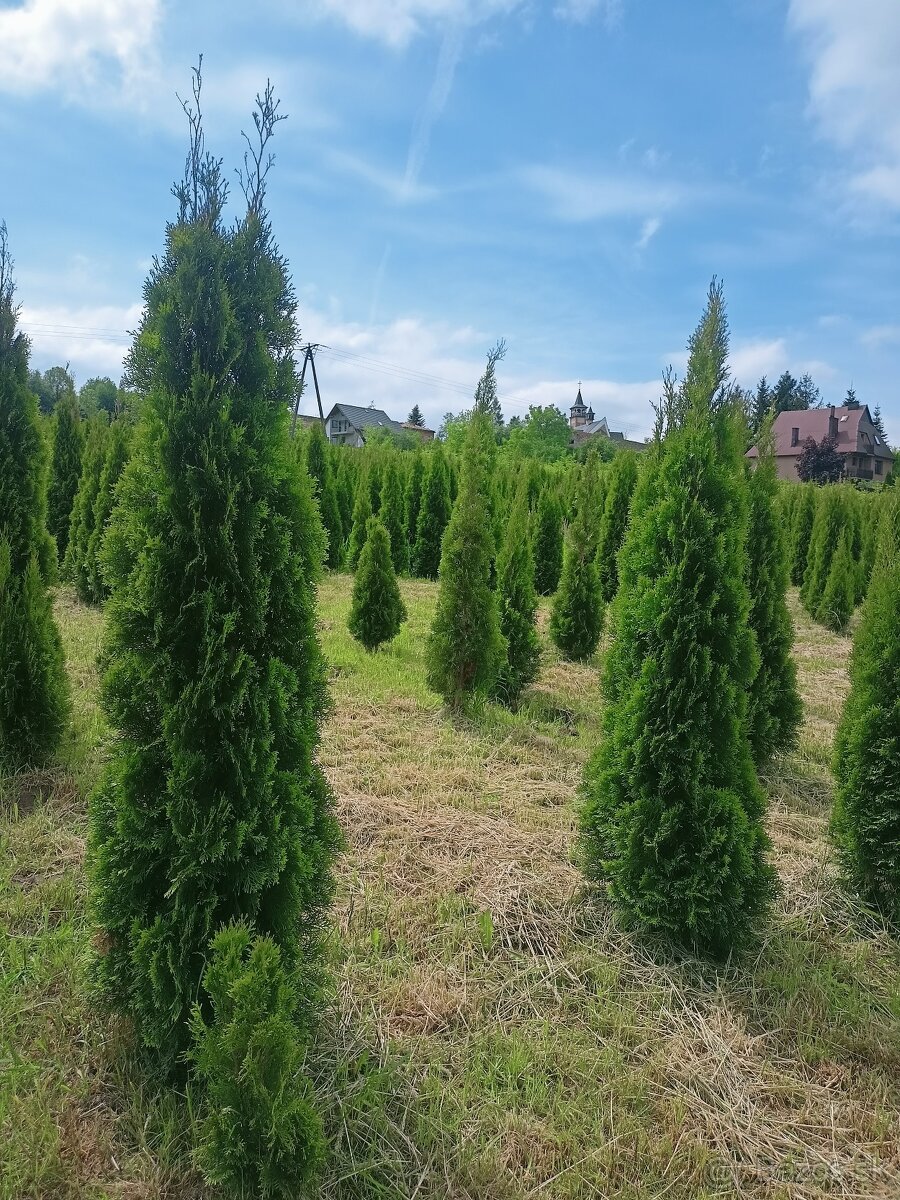 Tuja Smaragd 100-250cm