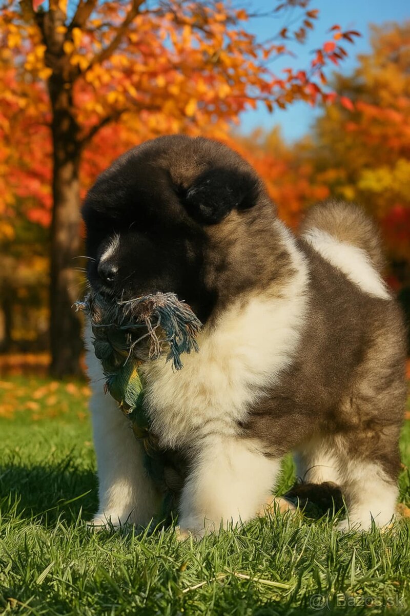 Americká akita s pp