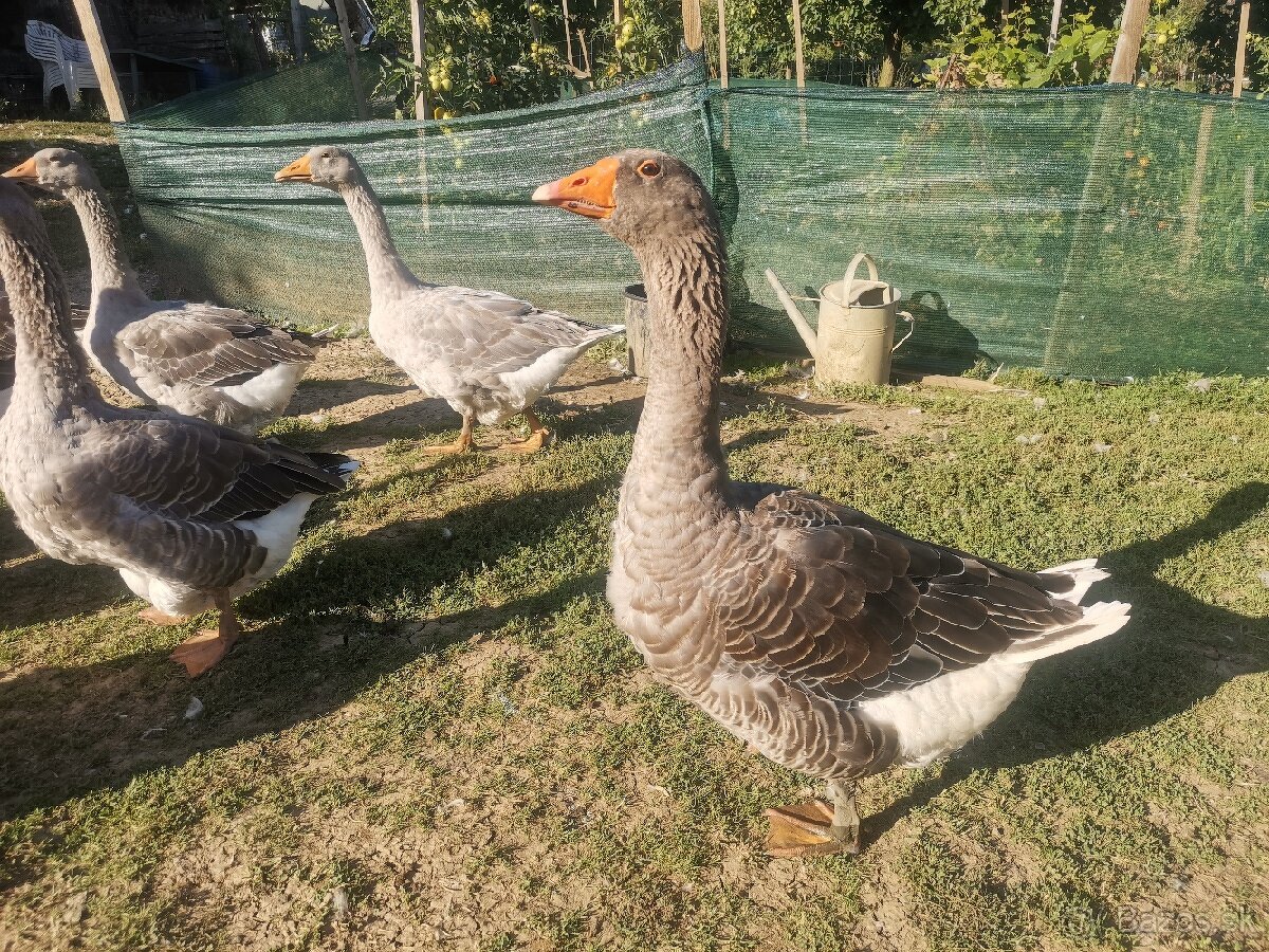 Hus Landeská a hus biela vajcia