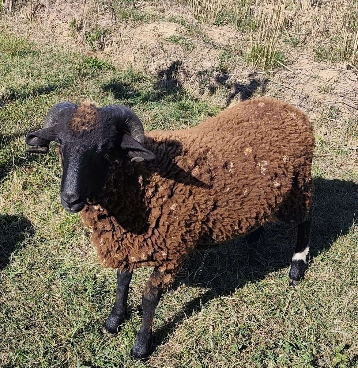 Jahňatá,barany