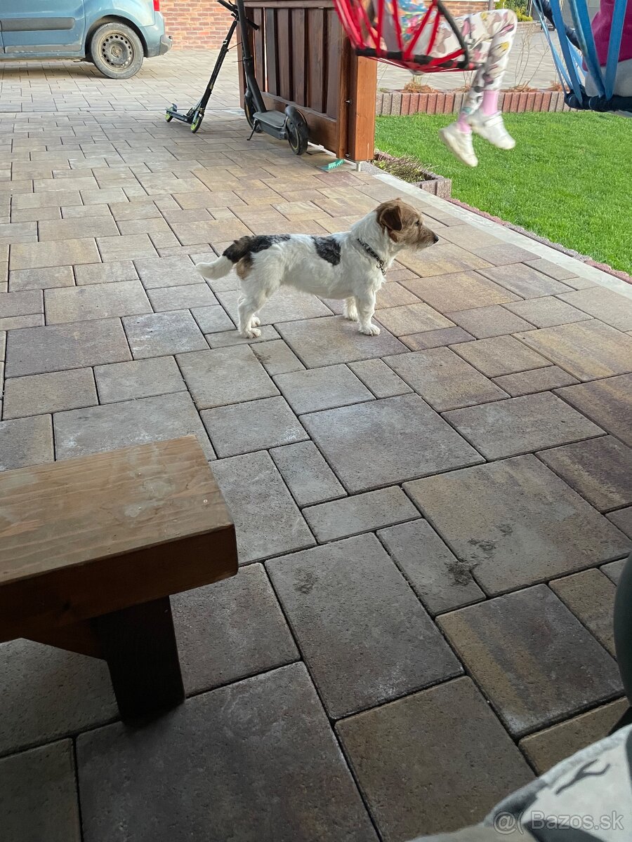 Jack russel krytie