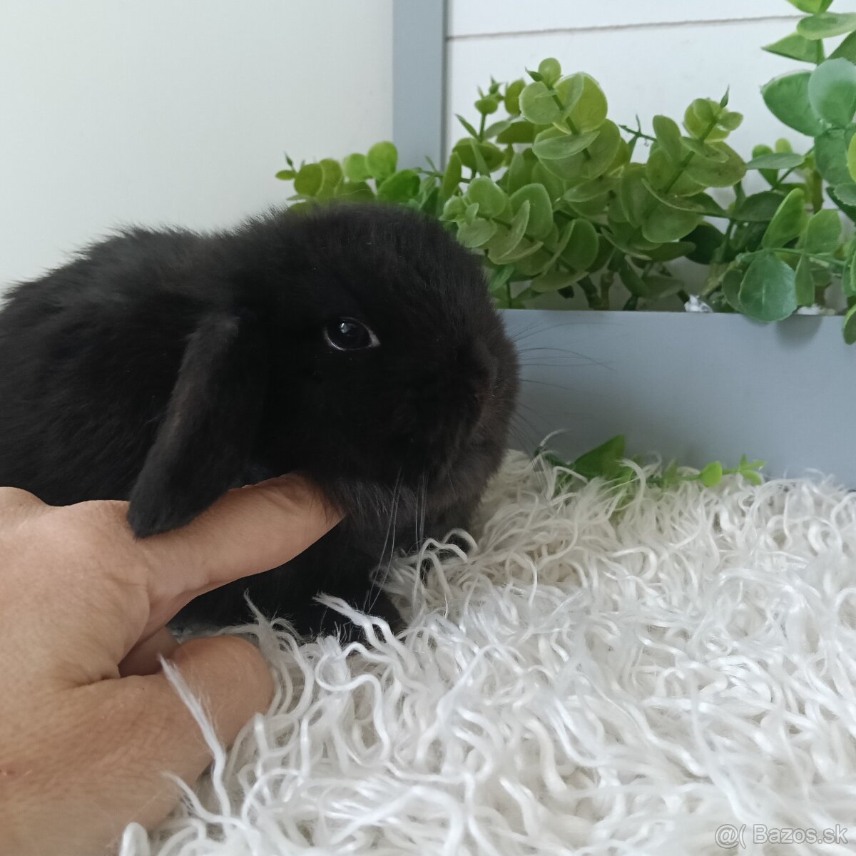 Samičky minilop sestry mladatka