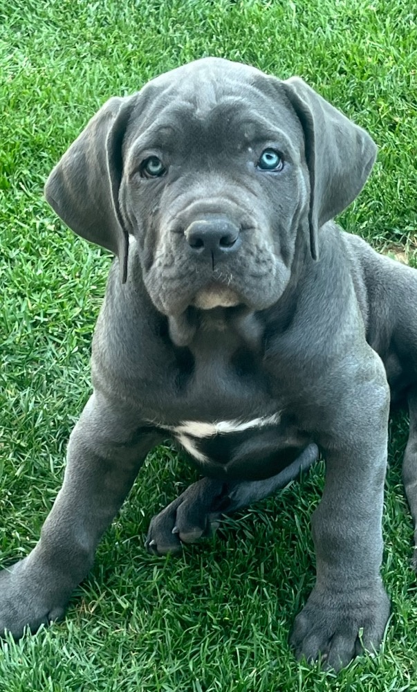 Cane Corso s PP