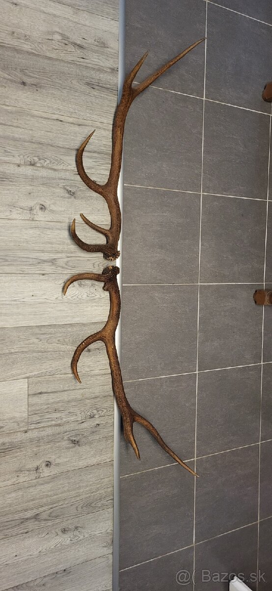 Jelenie parohy dĺžka 83 cm
83 cm