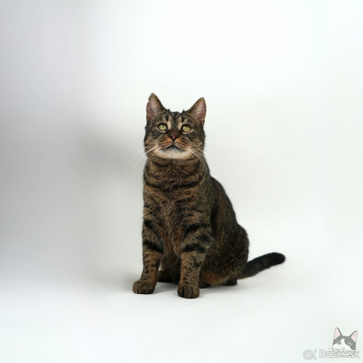 Miniatúrna mačička GINKA hľadá domov