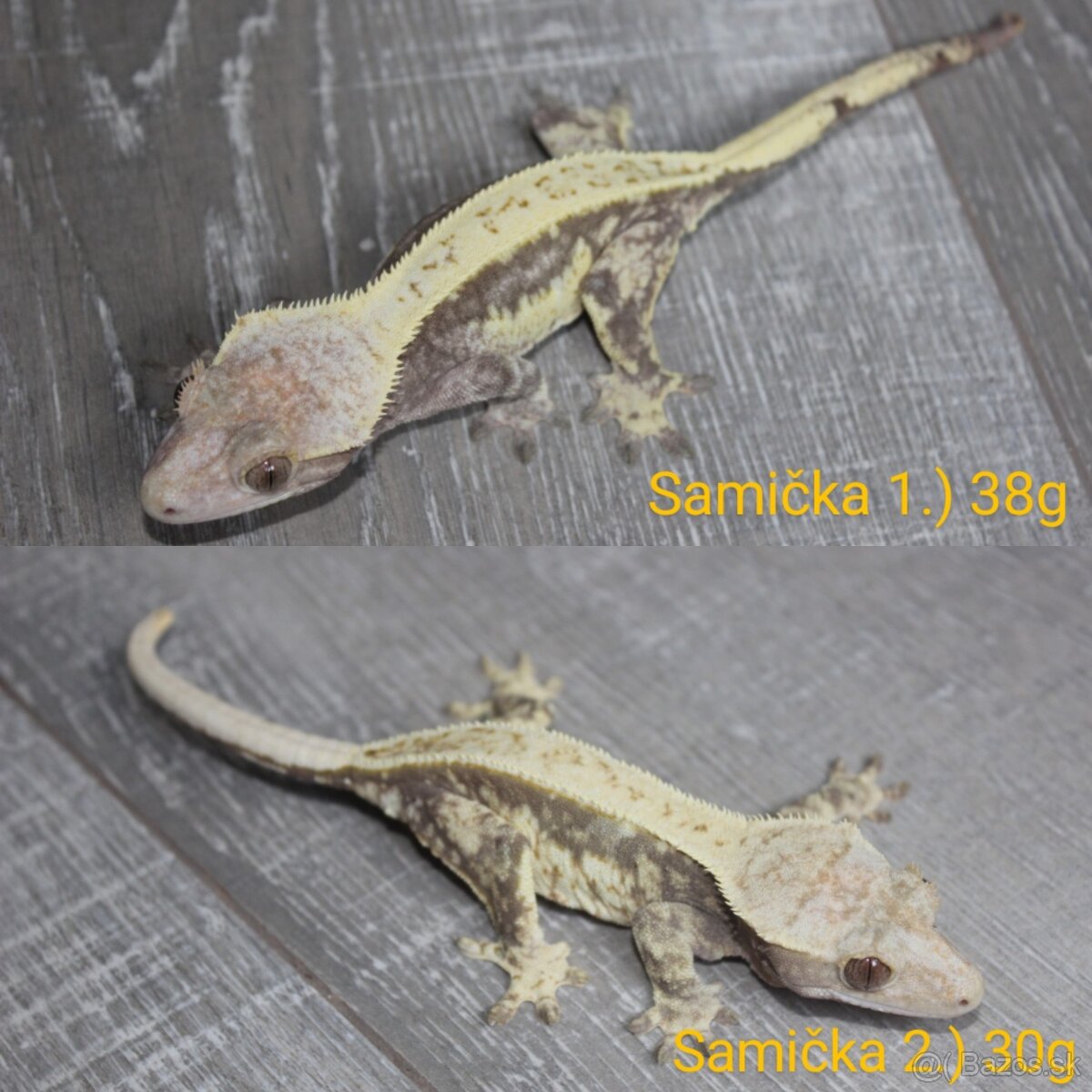 Vianočná zľavička 30% na pagekóny