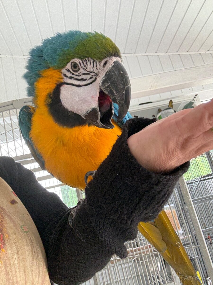 ARA ARARAUNA - samec