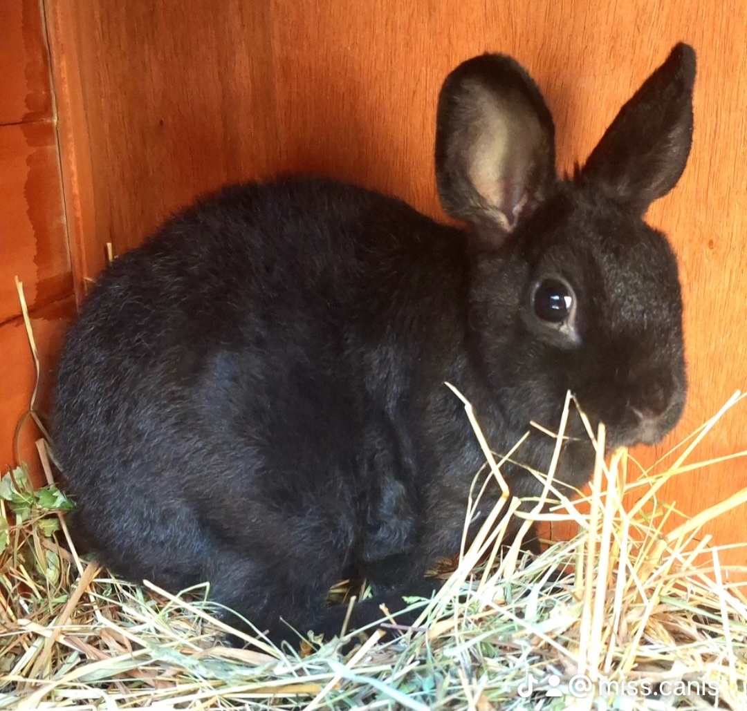 Zakrslý Králik Mini Rex Samica