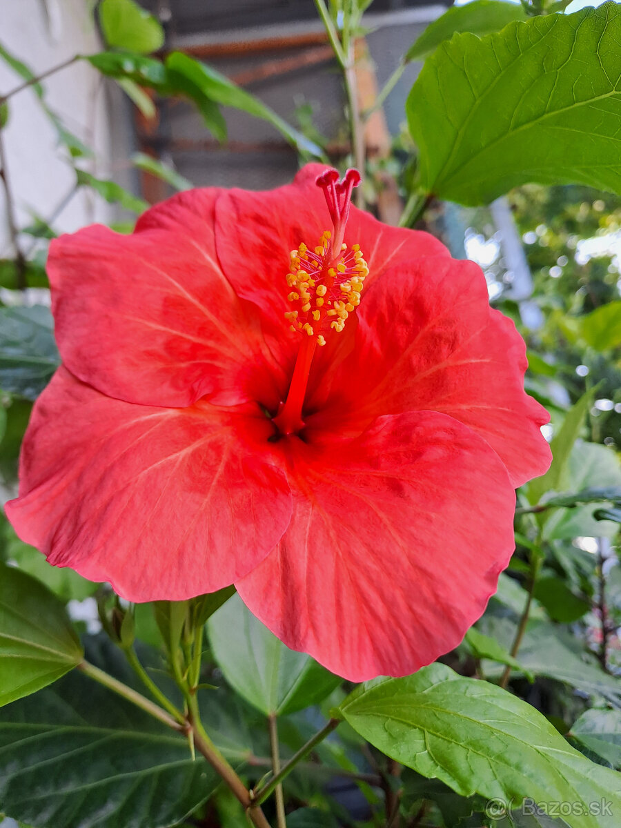Hibiscus Sun Flare