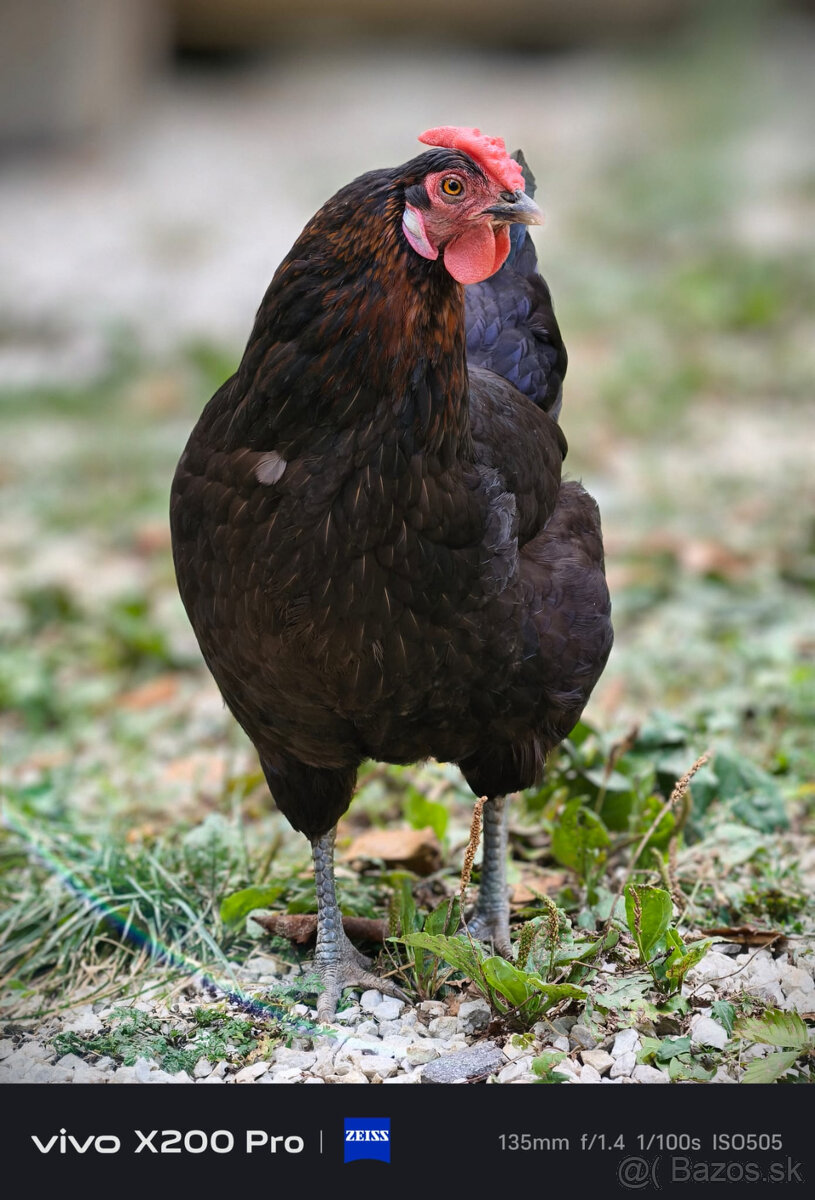 Mladý kohut a Kočka