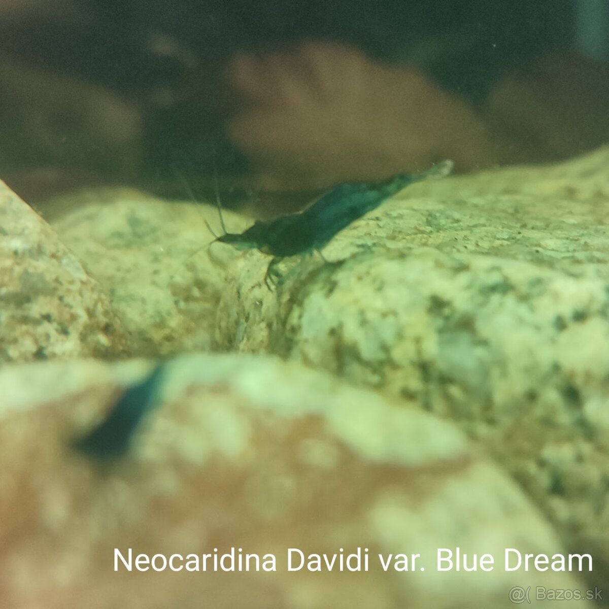Neocaridina davidi - Blue dream