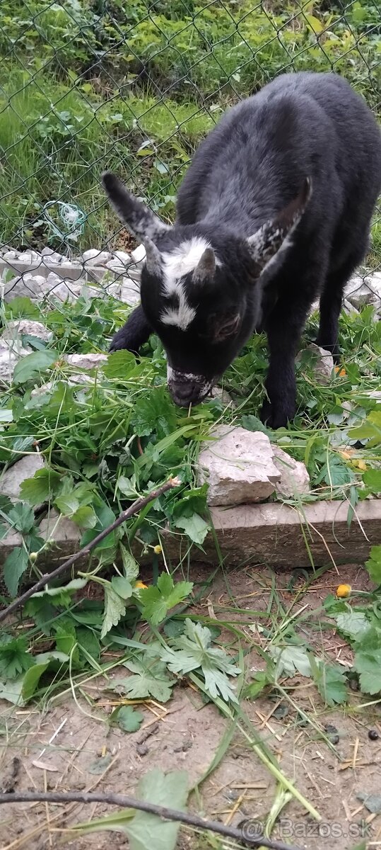 holandská mini kozička