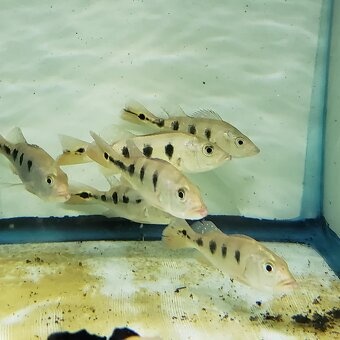 arapaima gigas +gary