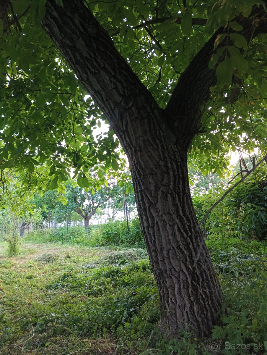Predám strom orech