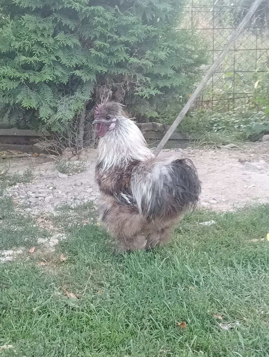 Hodvábnička