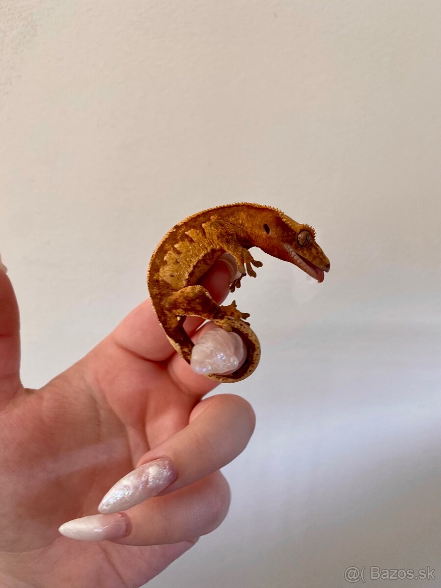 Pagekon riasnaty, pagekón, gekón