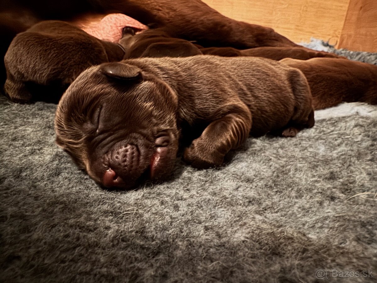 Hnedé šteniatka Labrador s PP