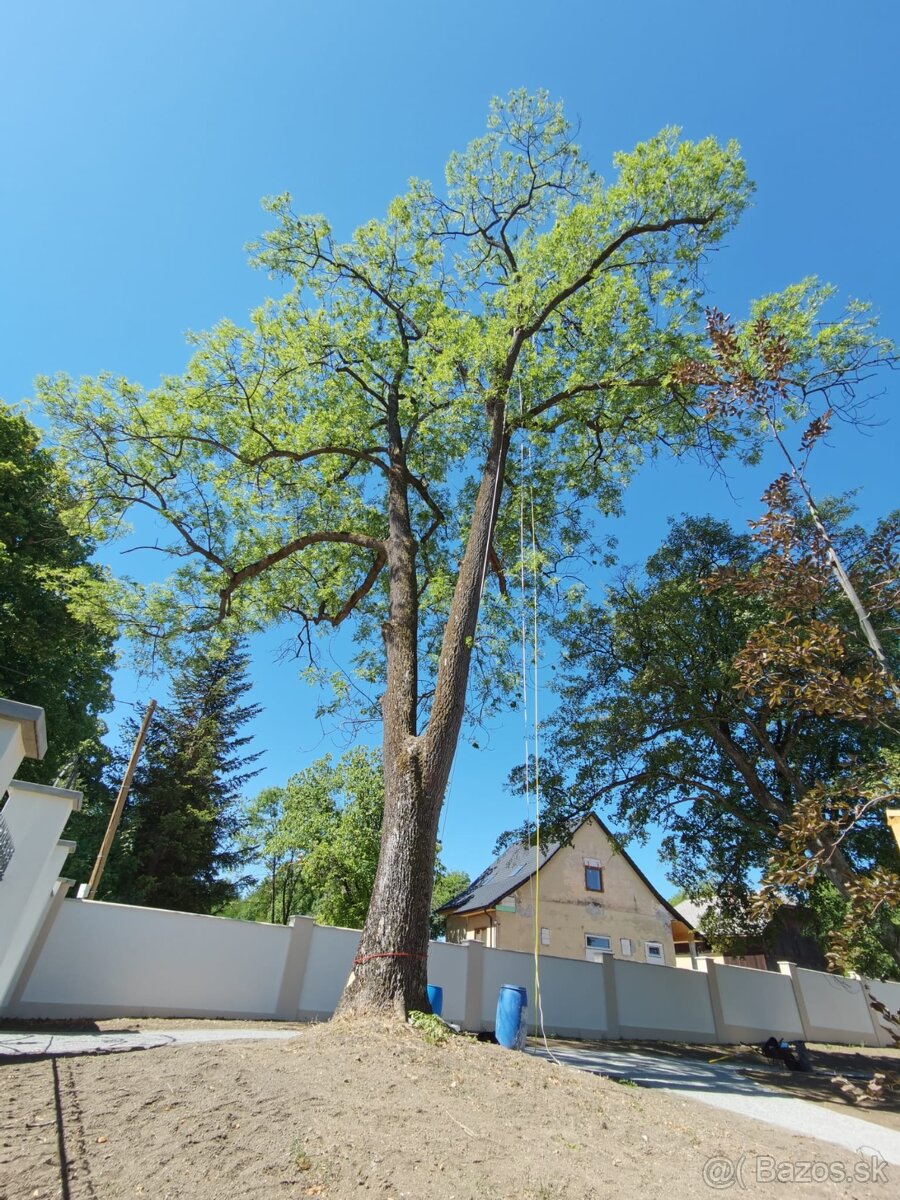 Rez a výrub stromov, arboristika