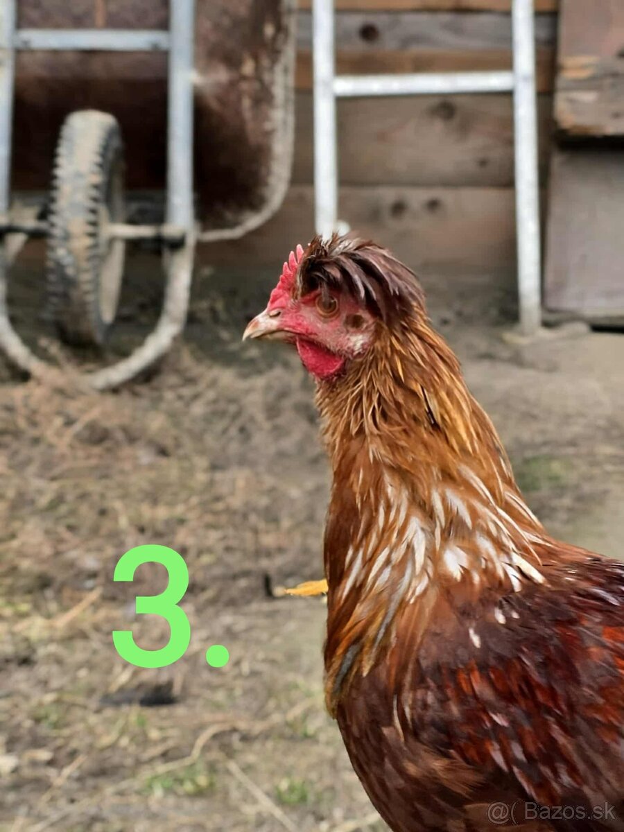 Tohtoročné kohúty na predaj