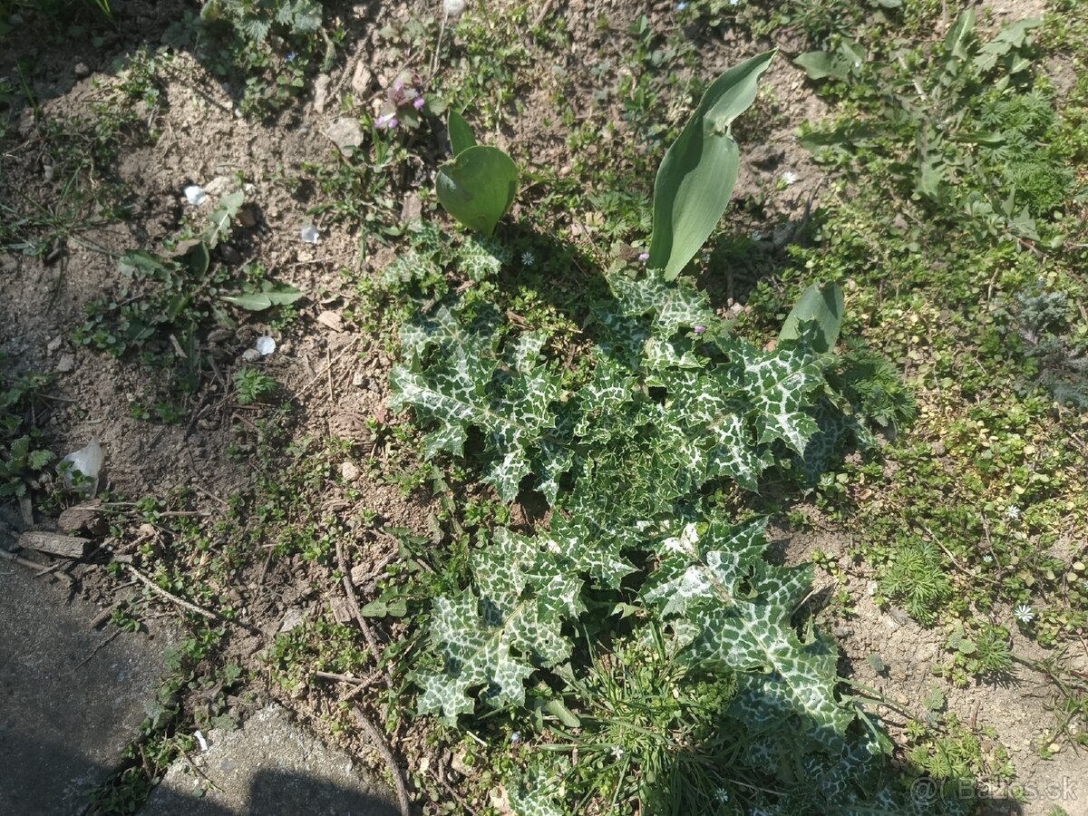 Predám plantu pestrrc mariansky