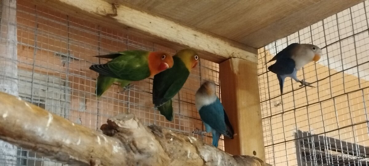 Agapornis