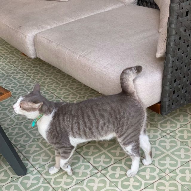 Milý kocúr Balou hľadá nový domov