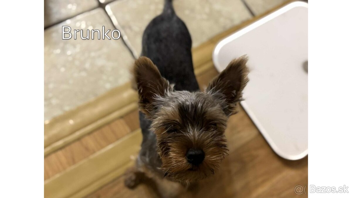 Baricsfarma ponúka na predaj yorkshirských teriérov