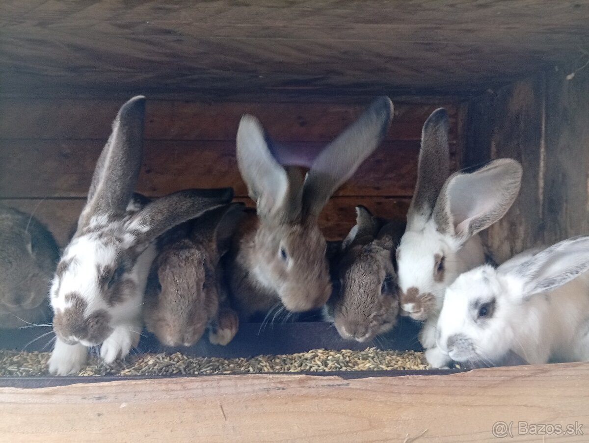 Predam králiky