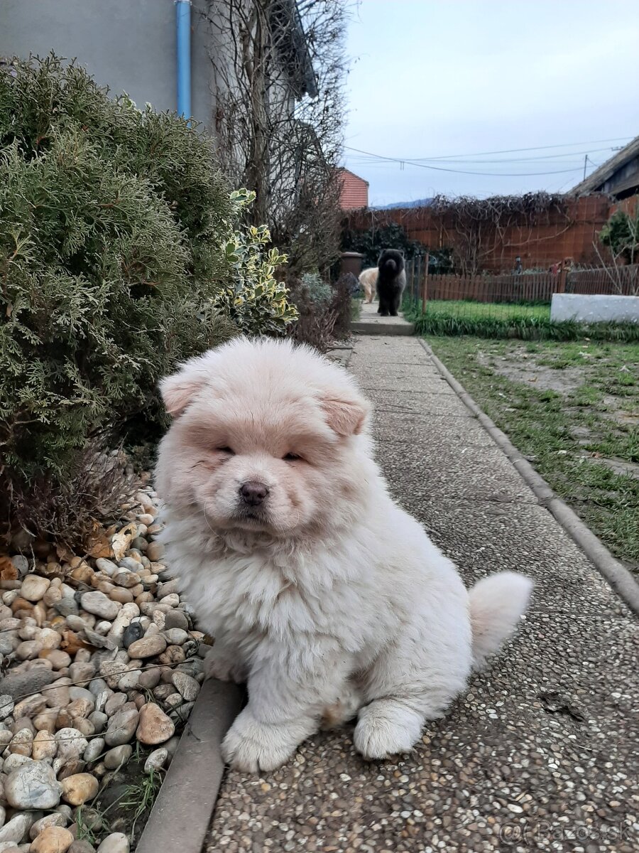 Čau čau, chow chow