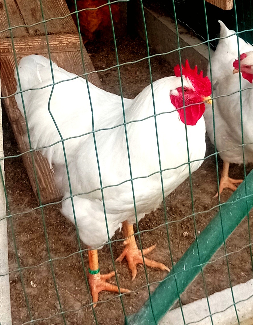 Kohút Plymutka biela