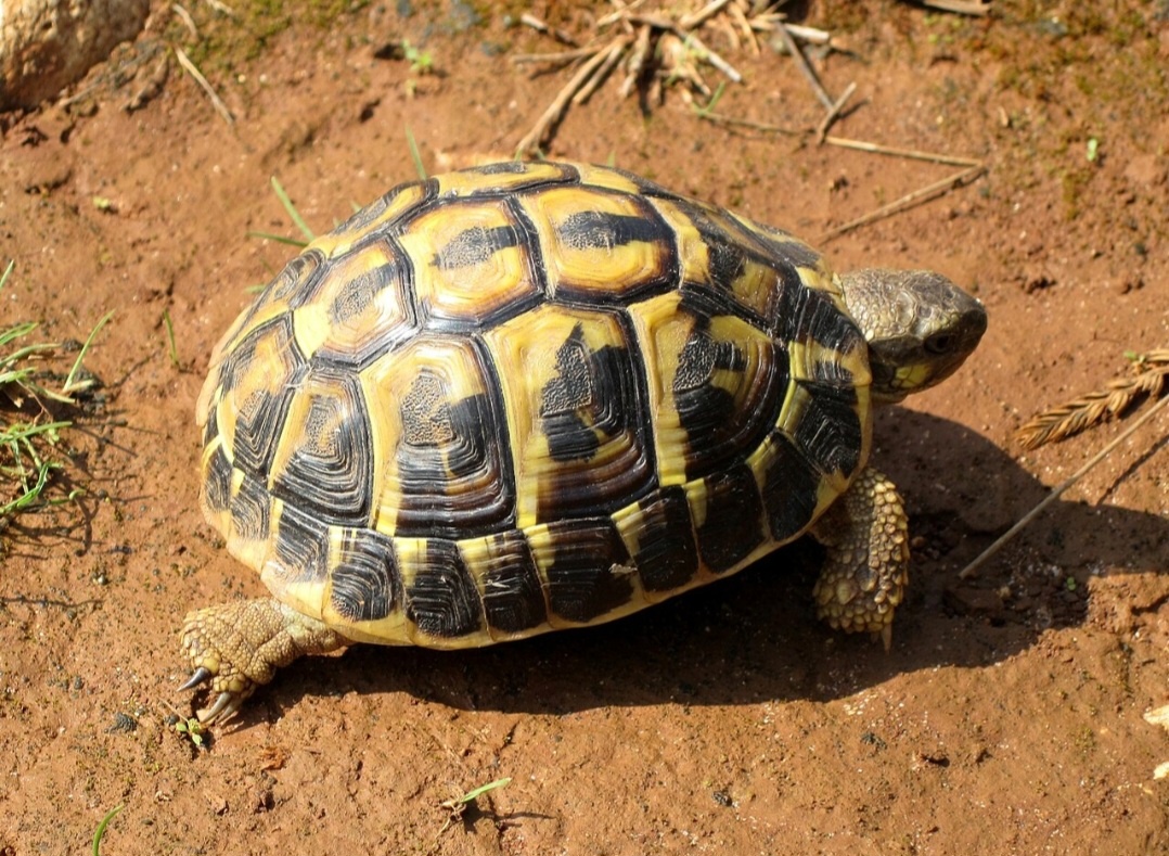 Suchozemská korytnačka _ kúpim