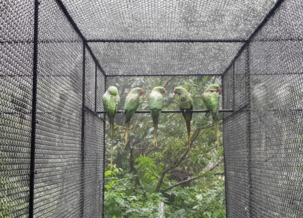 Alexander velky pár