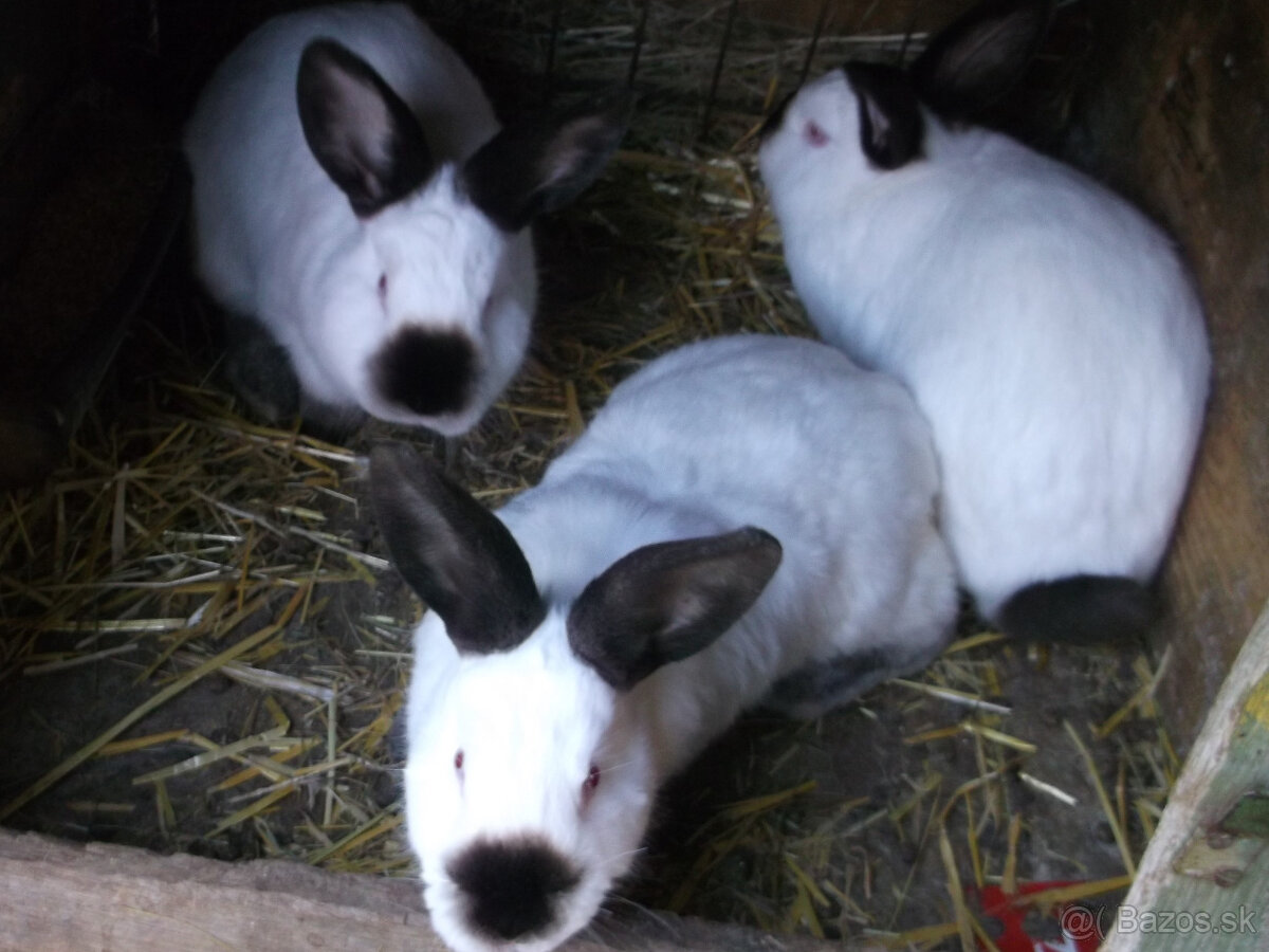 kalifornský čierny