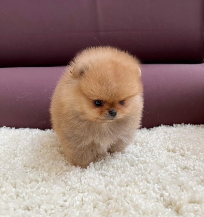 Pomeranian