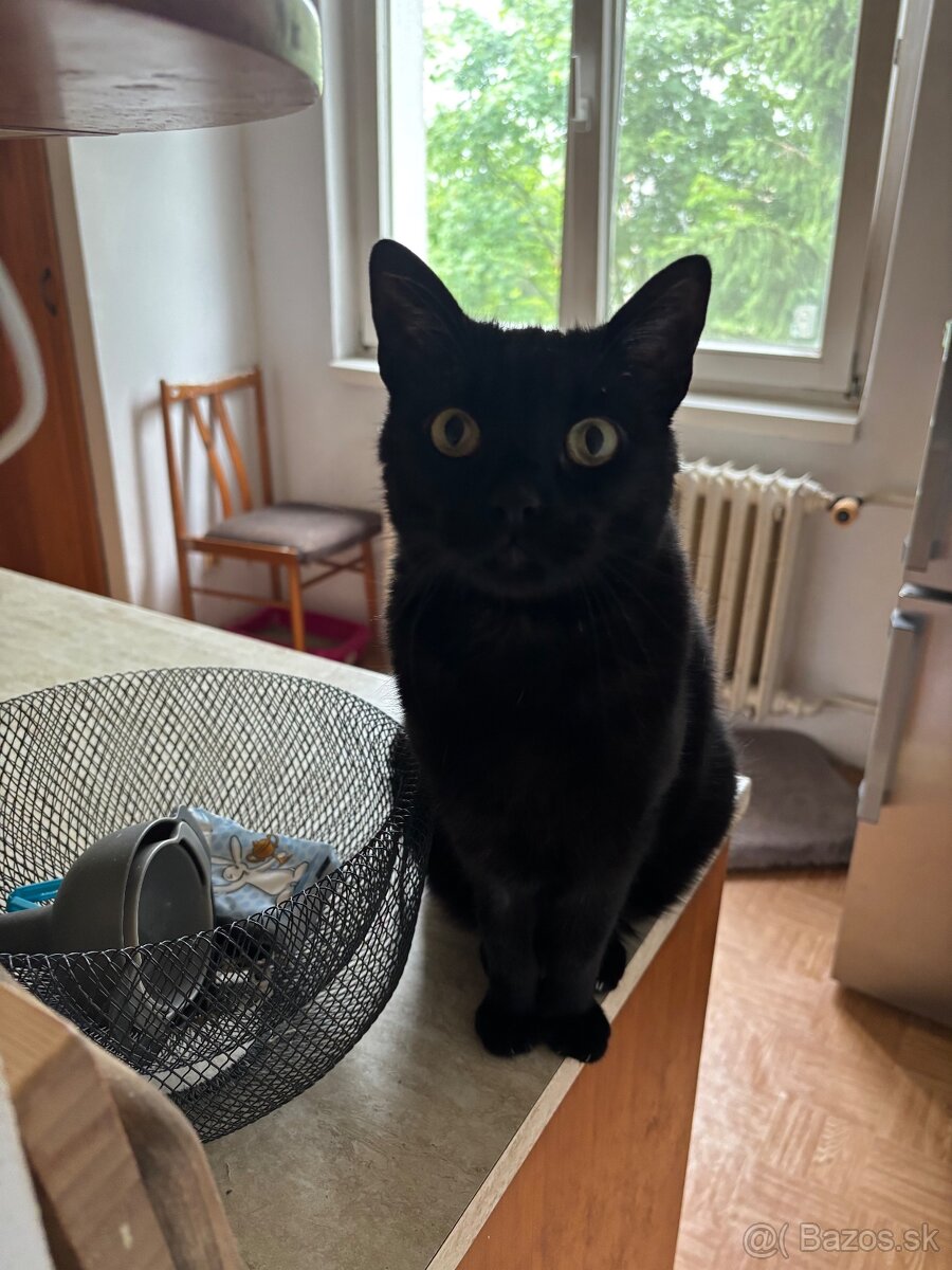 Úžasná Ditta hľadá domov