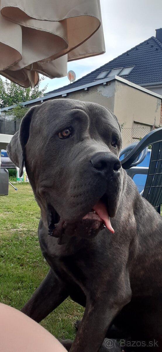 Darujem Cane Corso
