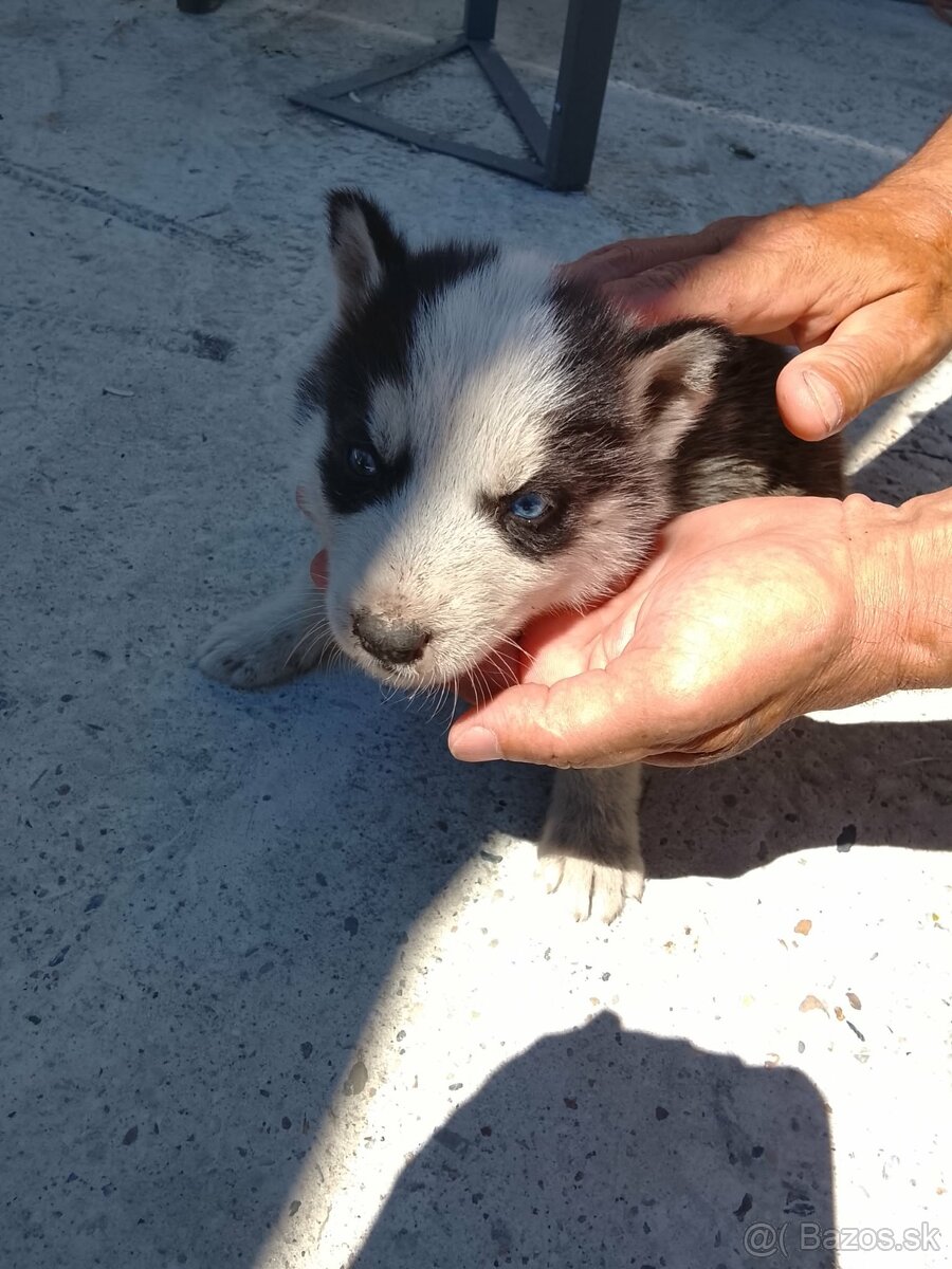 Sibírsky husky