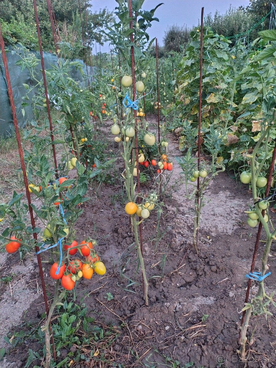 Paradajky uhorky paprika