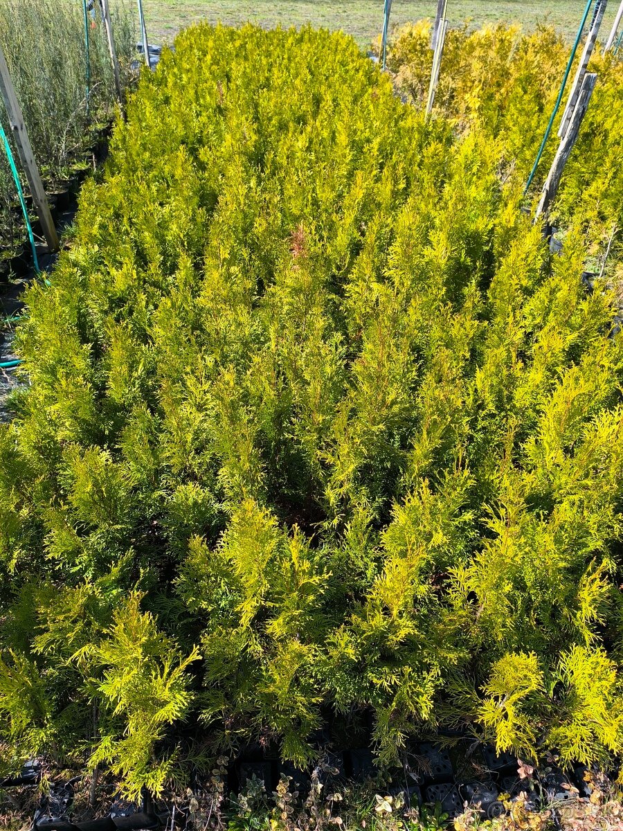 Tuja smaragd 60 -70 cm 1.20€