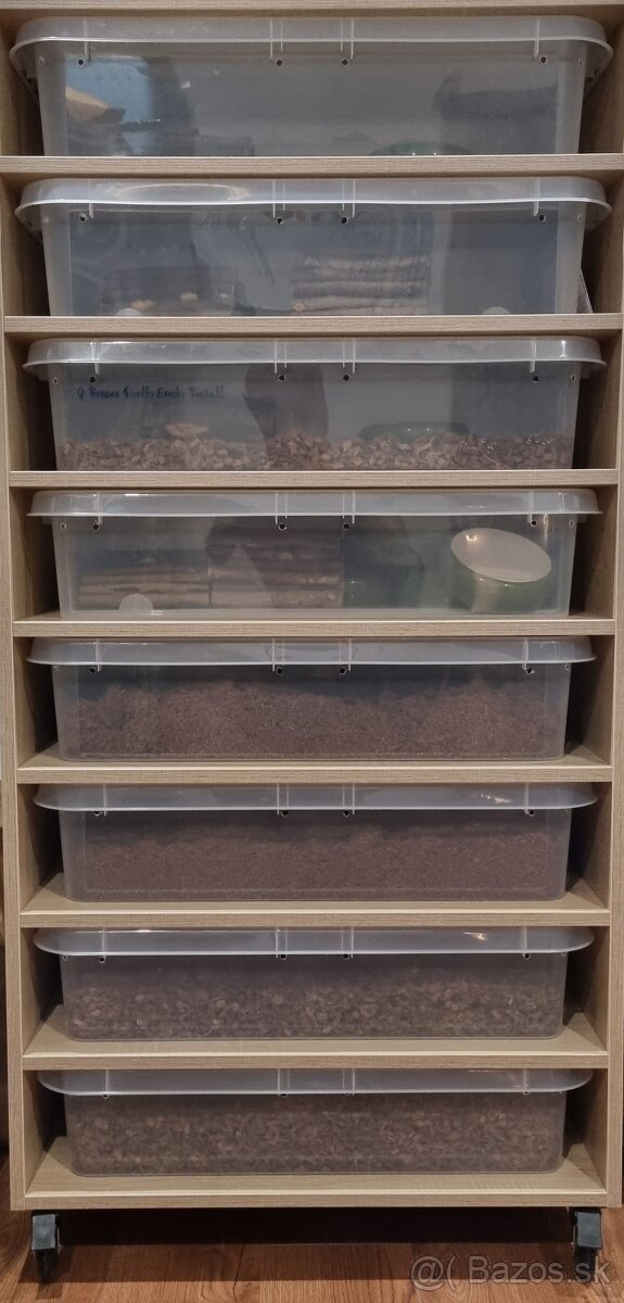 Rack- Gottlieb Reptiles